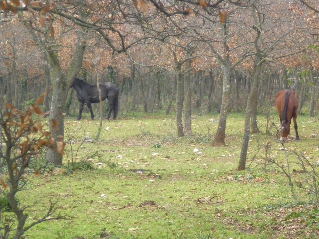 B&B Valle D'Itria Martina Franca Zewnętrze zdjęcie